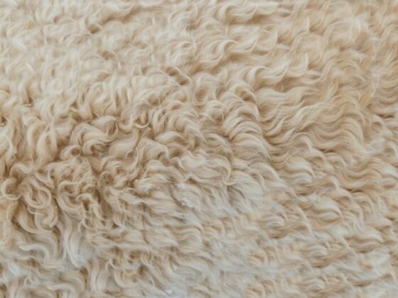 wool care wash 800x530